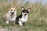 CORGI PEMBROKE 252